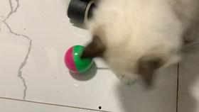 国产偷怕在线,揭秘网络偷拍现象背后的伦理困境